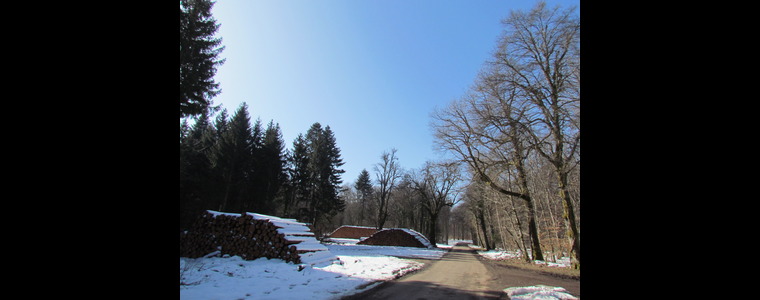 nos forêts sous la neige