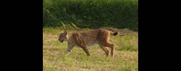Le lynx